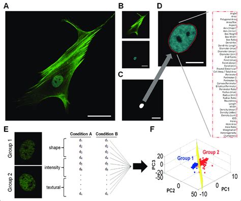 Overview of single-cell imaging, feature extraction, and computational... | Download Scientific ...