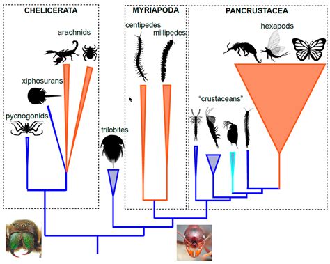 Biology | Free Full-Text | Was There a Cambrian Explosion on Land? The ...