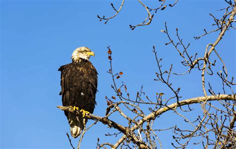 Bald Eagle Perched - Alberta Nature | Jardene Photography