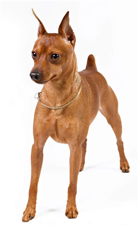 Miniature Pinscher | Miniature pinscher dog, Mini pinscher, Miniature pinscher