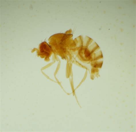 Drosophila melanogaster ("Vestigial" mutant) - BioQuipBugs