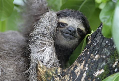 SLOTH CONSERVATION - Slothville