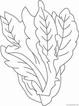 Lettuce Coloring Pages Vegetables Food 5 Printable  sketch template
