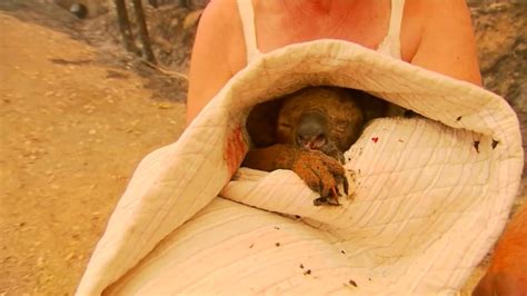 Australia: Rescatan a un koala quemado de un incendio forestal - CNN Video