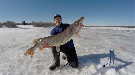 Big Northern Pike ice fishing Manitoba Canada(on Tip ups) - YouTube