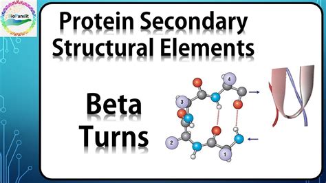 Beta Turns in Proteins - YouTube