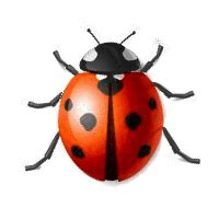 Ladybug,Animated - Ladybugs Icon (40381278) - Fanpop