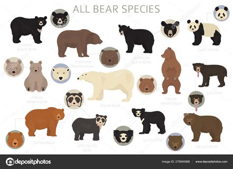 All world bear species in one set. Bears collection. Vector illu Stock ...