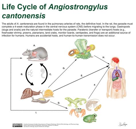 New Treatment Guidelines For Rat Lungworm Disease Released