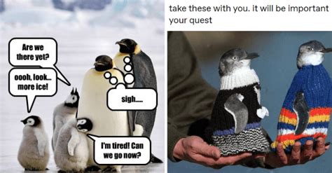 I Can Has Cheezburger? - socially awkward penguin - Funny Animals ...