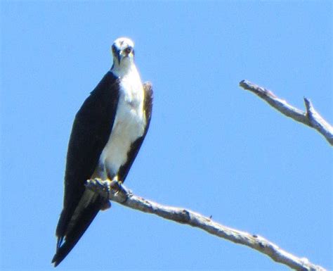 What is this bird? White body/black wings, looks like a bird of prey ...