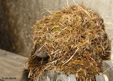 American Dipper nest on dam works