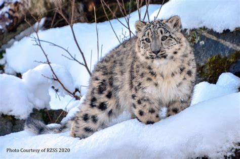 Snow leopard cubs to get new home at Northumberland zoo | Northumberland Gazette