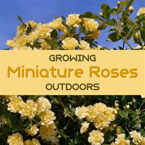 How to Plant a Miniature Rose Bush Outdoors - Dengarden