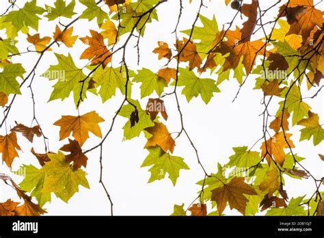 Plane tree autumn and fall leaves background, natural beauty Stock Photo - Alamy