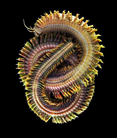 King Ragworm and Slender Ragworm. (Alitta virens, the king ragworm. credit: Alexander Seminov ...