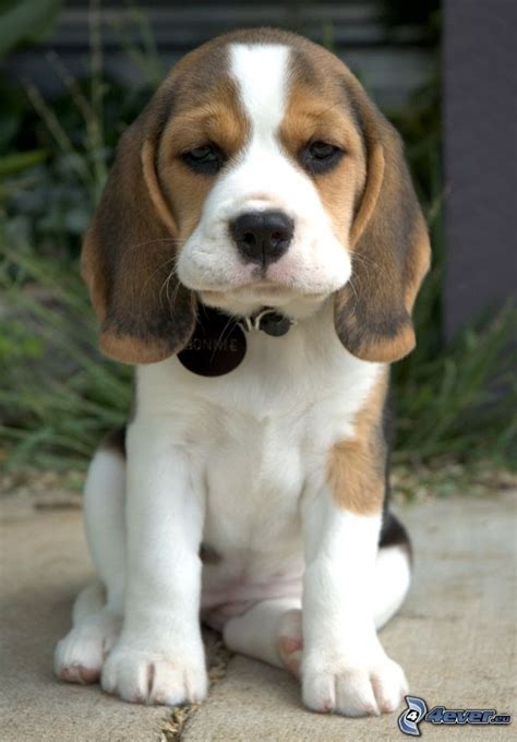 Beagle Puppies Adoption Cape Town