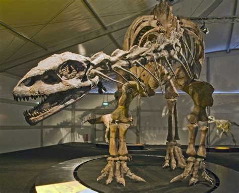 Prosauropods - The Ancient Cousins of the Sauropods