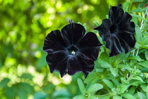 How to grow black petunias and care for them with ease