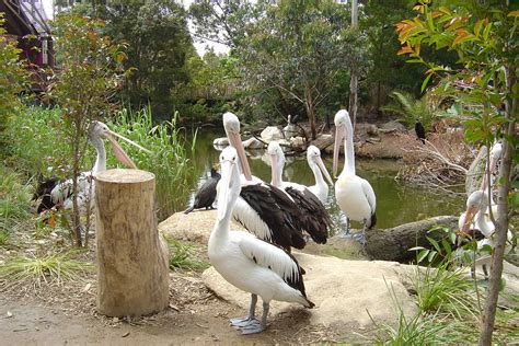 Melbourne Zoo - Australia Photo (509270) - Fanpop