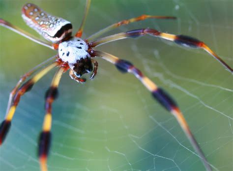 Golden Orb Weaver - Spider Science