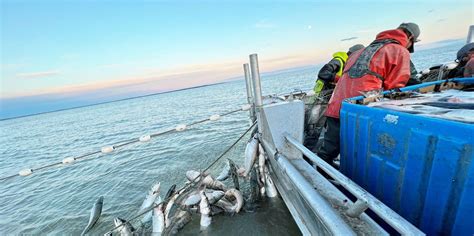 Bristol Bay’s Sockeye Salmon Fishing Season | FikaCafe.net