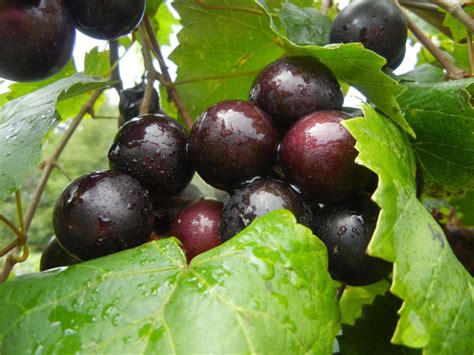 Sweet Mix Muscadines | Ison's Nursery & Vineyard