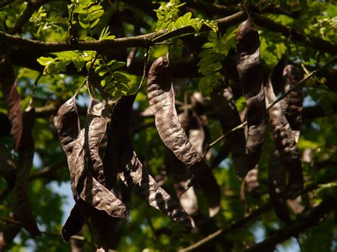 Carob pods on green tree closeup free image download