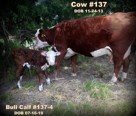 Registered Polled Hereford Pair To Be Offered Soon! - Taylor-Made Ranch