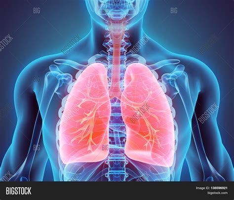 3D Illustration Lungs Image & Photo (Free Trial) | Bigstock