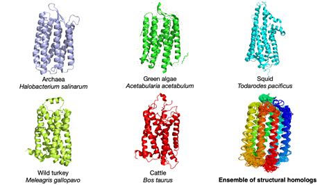 New statistical study finds link between protein evolution and thermal variation | The ...