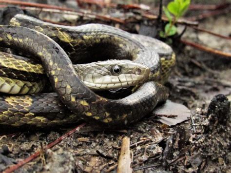 15 Most Common Species of Snakes in Michigan: Pictures + Facts