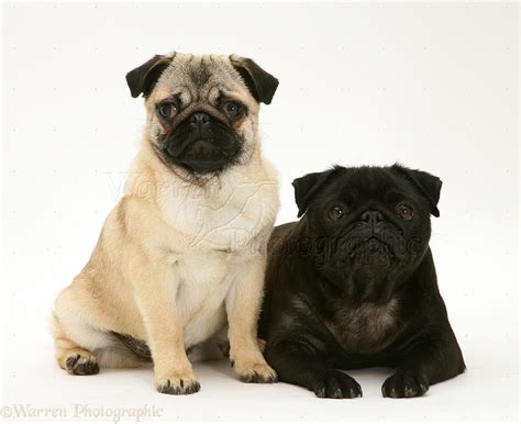 Dogs: Fawn and black Pugs photo WP18054