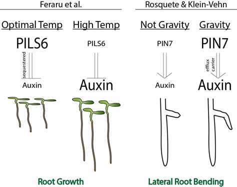 PIN7 auxin carrier is a terminator of radial root expansion in Arabidopsis thaliana; PILS6 is a ...