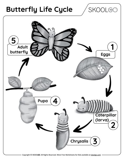 Life Cycle Of A Butterfly Cut And Paste Worksheet | sexiezpix Web Porn