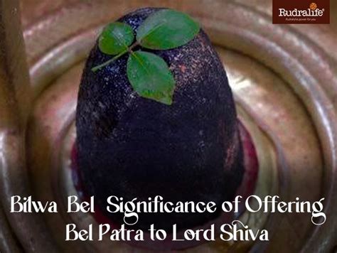 Bilwa (Bel): Significance of Offering Bel Patra to Lord Shiva