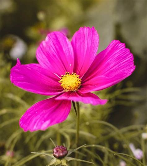 Cosmos Flower Meaning: Everything You Need to Know