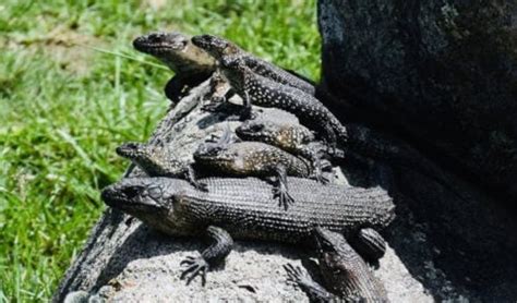 Unlike other reptiles, the Cunningham's skink risks its own life to defend its young ...