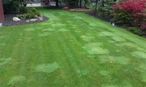 Lawn Lad Landscaper: Do I have creeping bentgrass in my lawn?