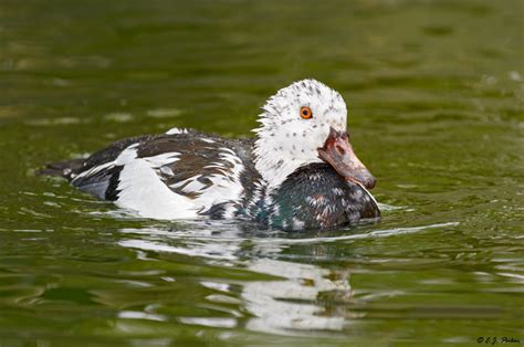 White-winged Wood Duck Page