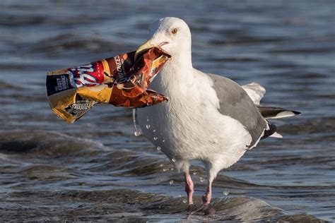 How Litter Hurts Birds and How You Can Help