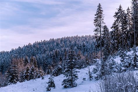 Fir Forest In Winter Free Stock Photo - Public Domain Pictures