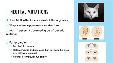 What Is an Example of a Neutral Mutation