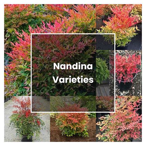 How to Grow Nandina Varieties - Plant Care & Tips | NorwichGardener