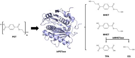 Polymers | Free Full-Text | Degradation of PET Bottles by an Engineered Ideonella sakaiensis PETase