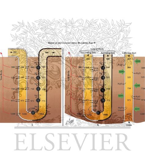 Models to Demonstrate Principle of Countercurrent Multiplier in ...