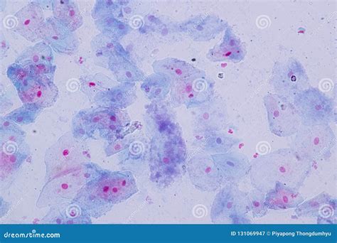 Characteristics Of Squamous Epithelial Cell Cell Structure Of Human ...