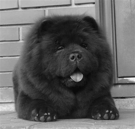 Outgoing image of black puppy breed | Chow chow puppy, Chow chow dogs, Mastiff puppies