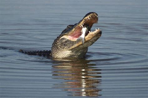 American Alligator Eating A Catfish - Crocodile Facts and Information