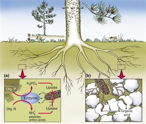 Week 8 Ectomycorrhizas (EcM) – Sean's Fieldstudy